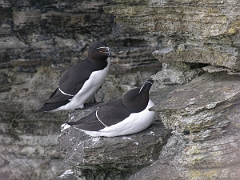David Plant Photography - Wildlife Photographer - Razorbill pair - A